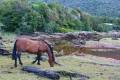 240120 Melimoyu Horses and stream